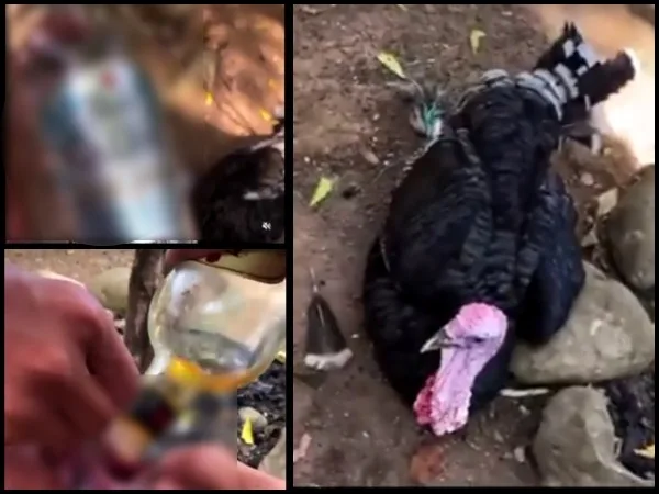 Unos los acusan de maltrato animal y otros celebran lo que hizo: indignación por el veterinario que dio ron a varios pavos
