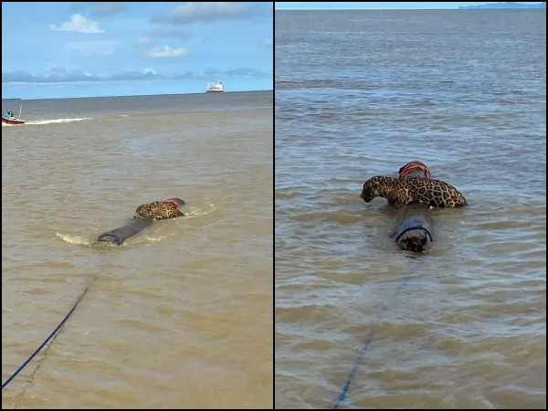 Cansado, agobiado y a punto de ahogarse: rescataron un jaguar que luchaba por su vida en el mar