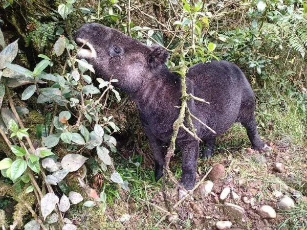 El llamado de auxilio por la danta amigable en Popayán, urge protegerla
