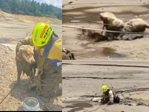 Emotivo rescate: Bomberos de Guatapé salvan a 'Bruno', el perrito quedó atrapado en la represa