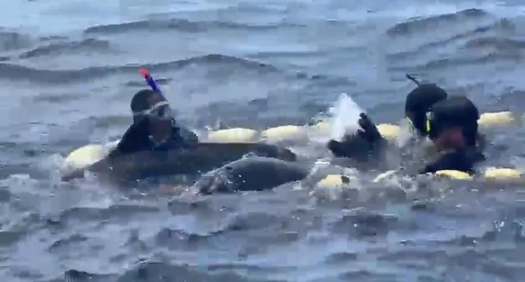 delfines