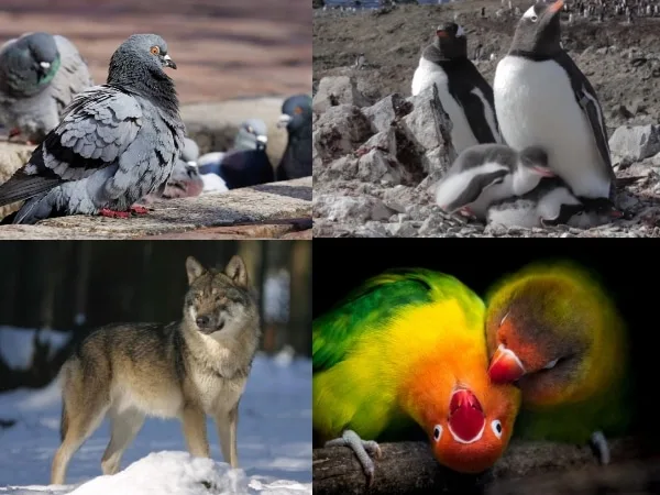Conozca los animales mas fieles, algunos escogen pareja para “toda la vida”