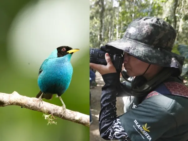 “Historias de pajareo y conservación”: así se vivirá la feria internacional de aves Colombia Birdfair 2025