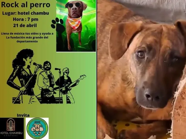'Rock al perro', un evento para recolectar fondos para la fundación Ángeles de Cuatro Patas en Pasto