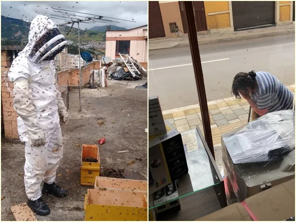 Abejas provocaron grave emergencia en Pasto: hay 40 afectados, entre ellos niños y dos adultos en hospital