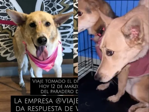 Familia denunció presunto maltrato y negligencia en traslado de mascotas por una agencia de viajes en Cali; la empresa se defiende con pruebas
