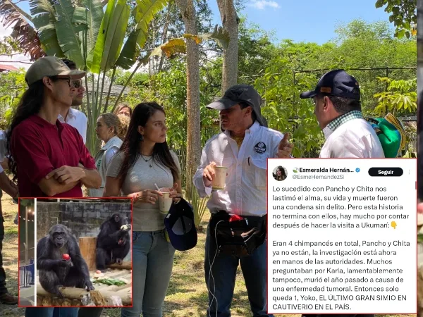 "Libertad para el Chimpancé Yoko", le piden al Bioparque Ukumarí en Pereira