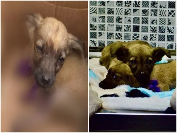 Otro desalmado en Risaralda le cortó las paticas a un cachorro y lo abandonó en medio de una carretera