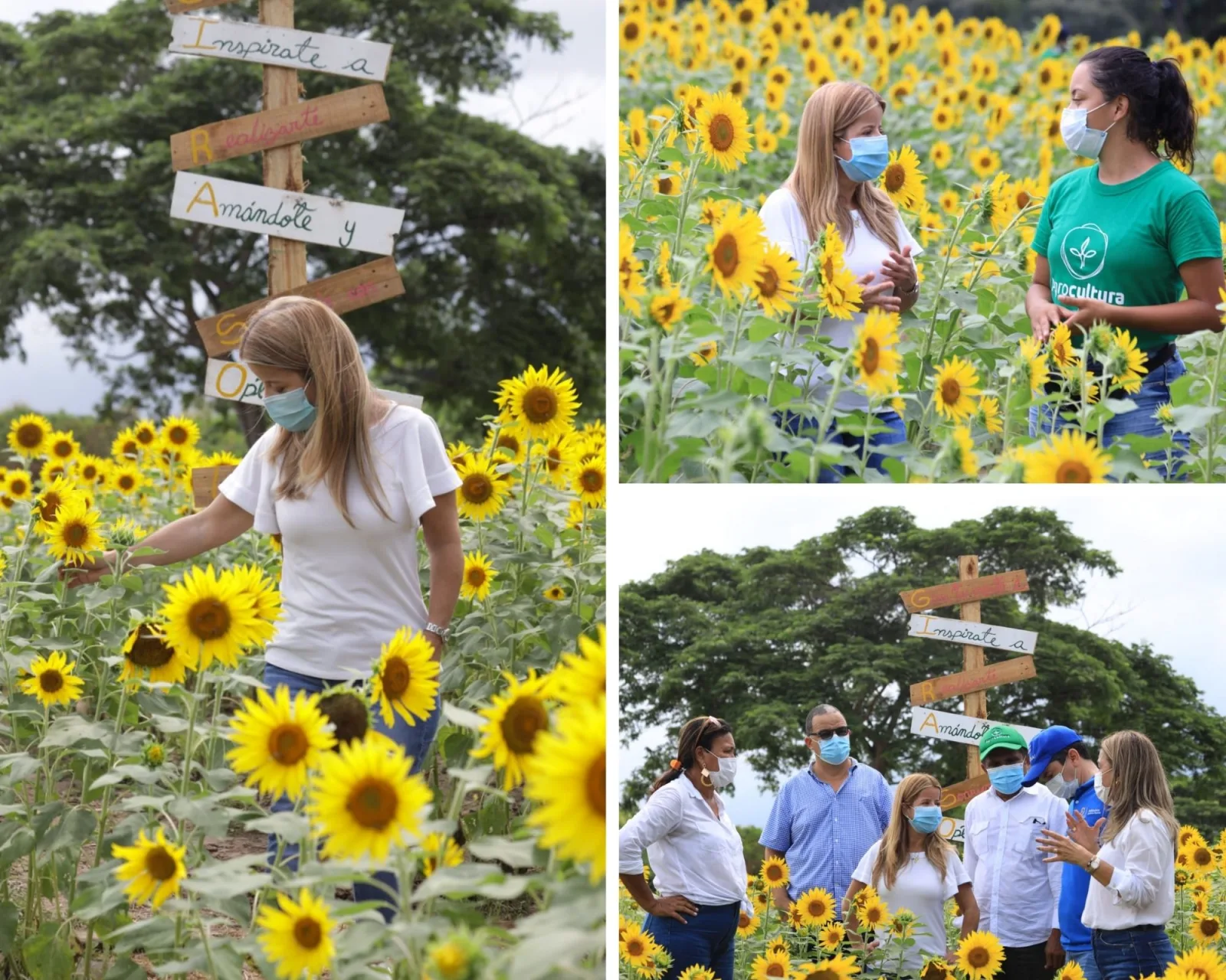 Ruta del Girasol Atlántico
