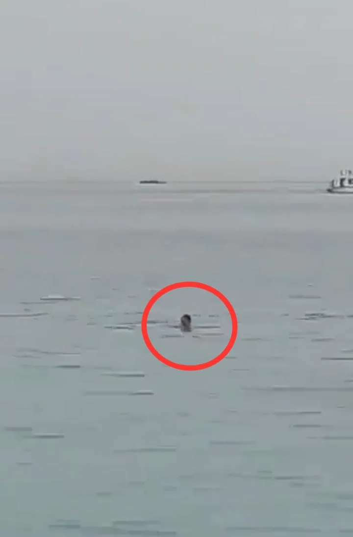 Registrado el momento en que una persona es atacado por tiburón en Egipto