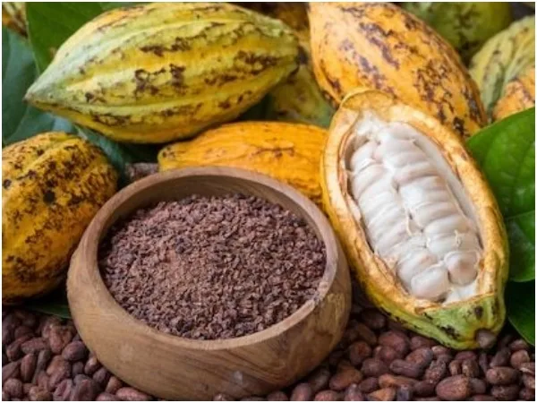 El cacao colombiano sigue siendo uno de los mejores
