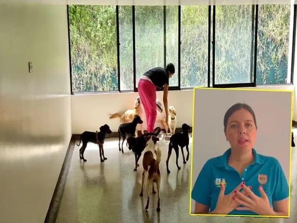 Escándalo en Centro de Bienestar Animal de Cali, audio filtrado tiene en aprietos a la directora