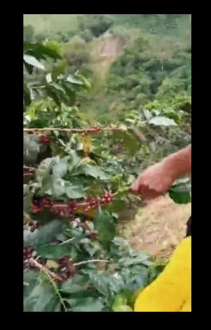 cosecha de café Eje Cafetero