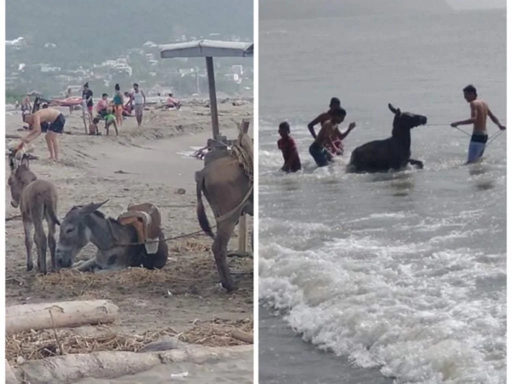 burros playa Puerto Colombia