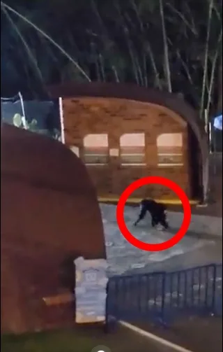 chimpancé