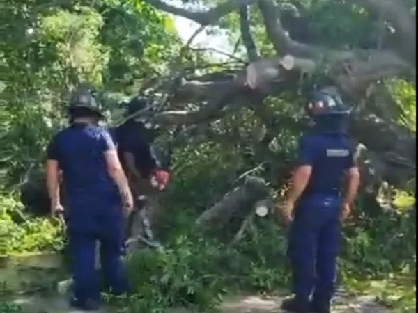 Familiares indicaron que la mujer se encontraba en su día de descanso y decidió salir a hacer una diligencia sin decir para dónde iba, sin imaginar que el árbol le caería encima.