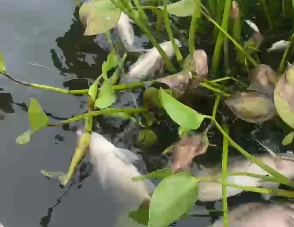 Esta es la razón de la muerte masiva de peces en la Laguna de Sonso.