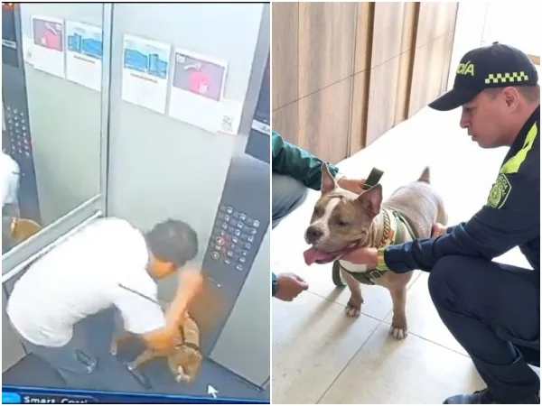 A pesar de los golpes con el collar y patadas, autoridades en Itagüí indicaron que no habían signos de maltrato