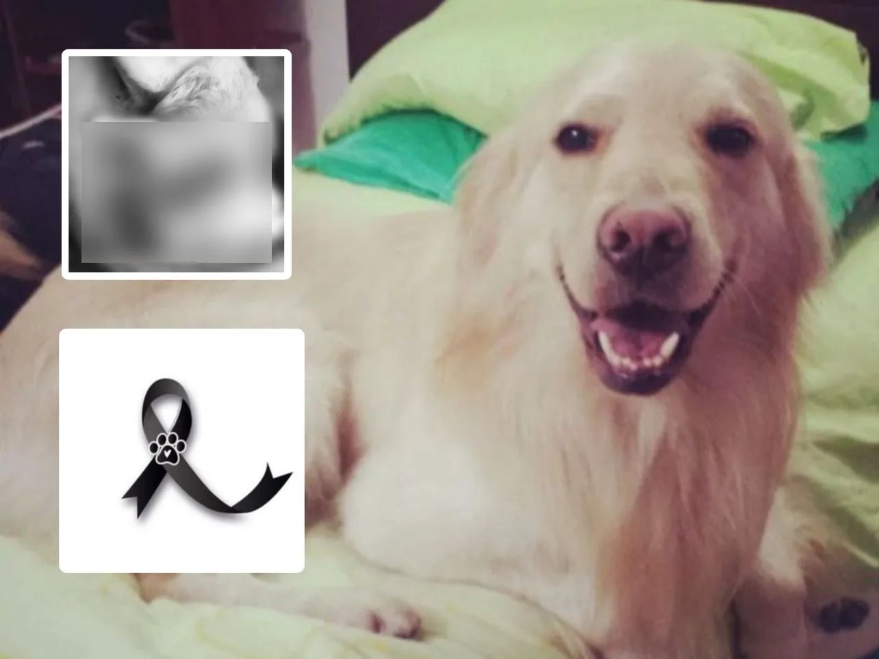 "Justicia para Juanes": El preocupante relato del asesinato de un perro en Cundinamarca