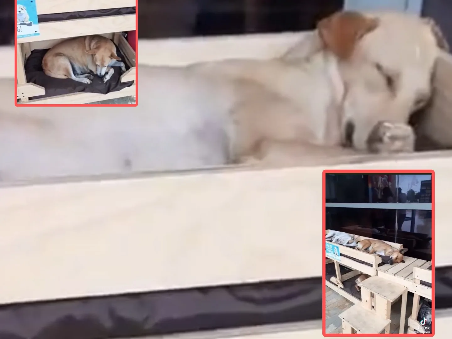 los perritos
