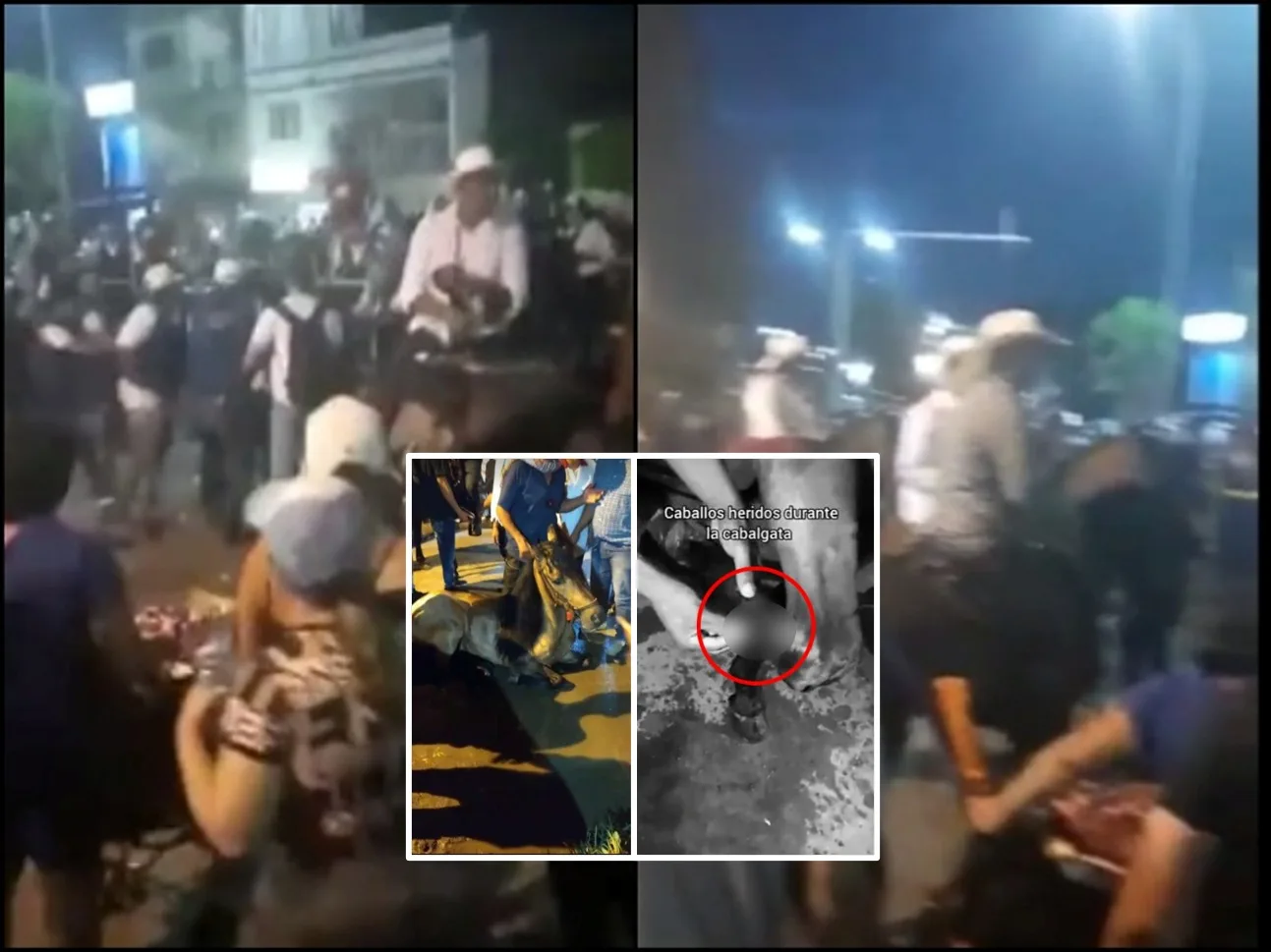Caballos infartados, casi 40 heridos y hasta yeguas preñadas siendo utilizadas, denuncias tras cabalgata en Tuluá