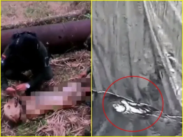 Imagen desoladora en Tumaco: captan a perro y ardilla nadando en petróleo de mega refinería