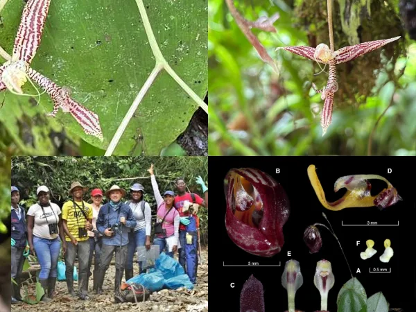 La nueva Joya " Ophidion erectilabrum, " una orquídea miniatura que fue descubierta en Buenaventura Valle del Cauca