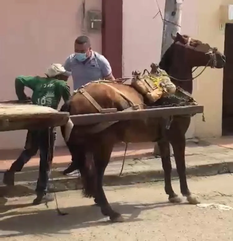 Magangué caballo 