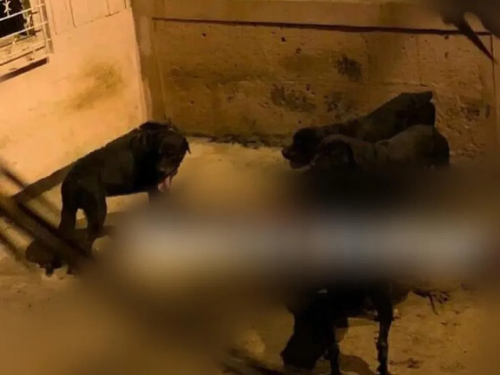 Sus perros no lo reconocieron cuando saltó el muro de la casa de madrugada, no sobrevivió