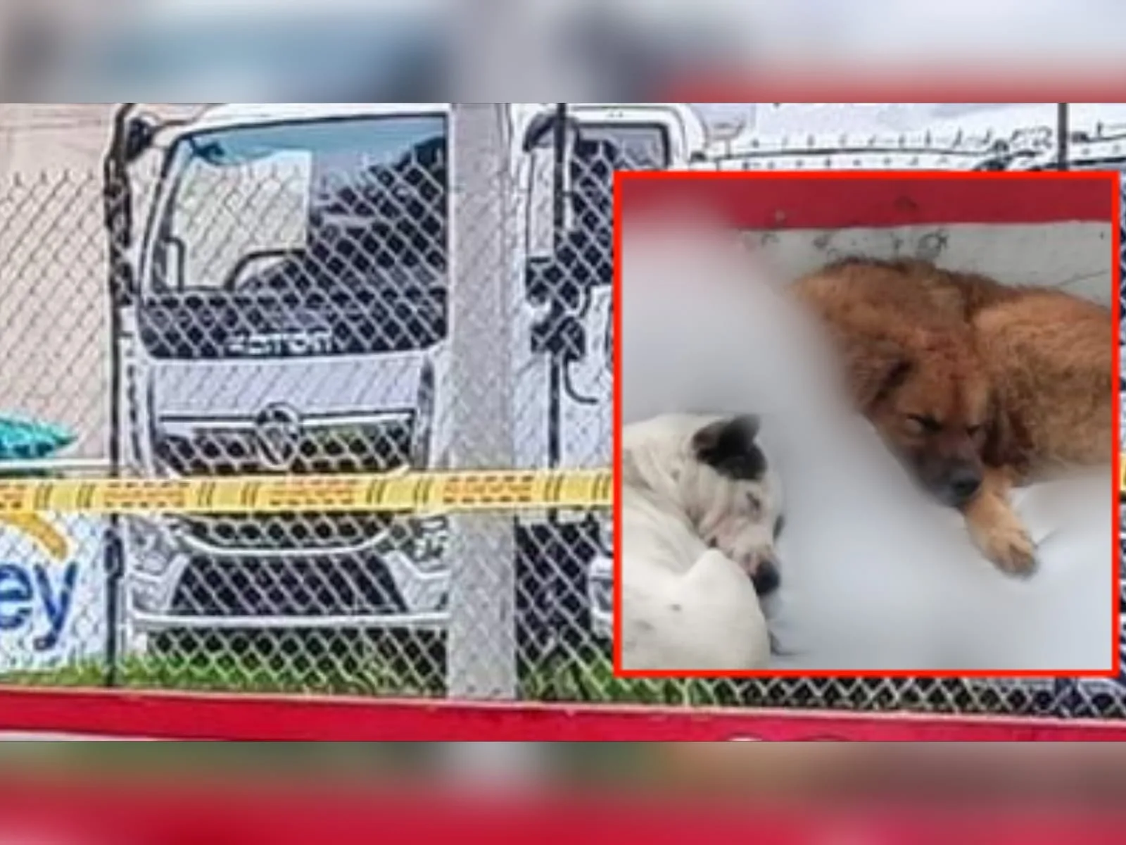 perros en Pasto