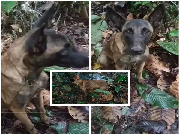 "No perdemos la esperanza", tristeza porque no es el perro Wilson