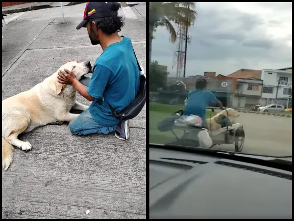"No se lo lleven que tiene dueño": 'Socio', el labrador que viene desde Bogotá y recorre las calles de Cali reciclando