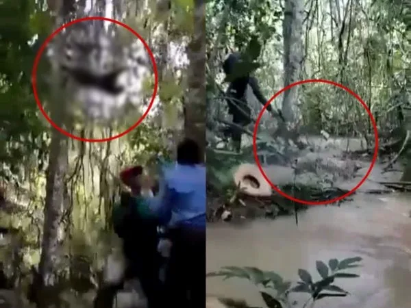 ¡No para el maltrato animal¡ ahora acabaron con la vida de un jaguar y hay indignación