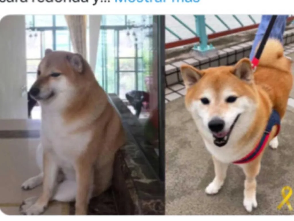 Murió Cheems, el perro meme más famoso: tenía cáncer