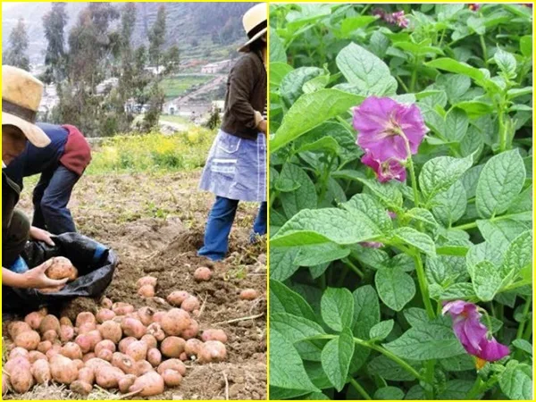 En Nariño alertan a campesinos por presencia de enfermedad que afecta cultivos de papa