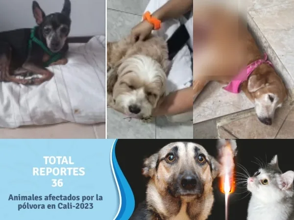Llega diciembre y los animales, entre los mas afectados por uso de pólvora