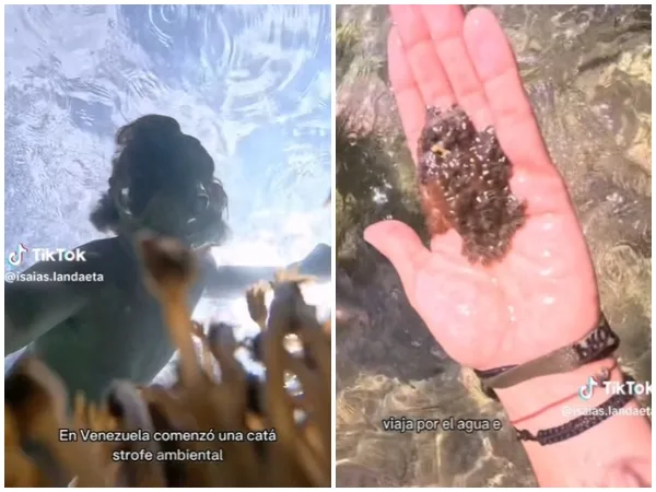 «El coral invasor Unomia sigue creciendo en Venezuela»: Amenaza con llegar a la costa Caribe