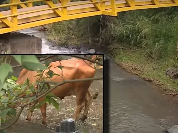 Siguen denunciando «abandono y contaminación sin freno» del río Aguacatal en Cali