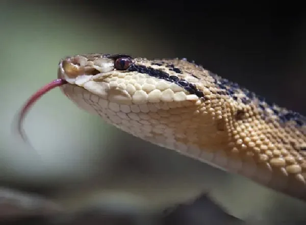 Serpiente mordió a un niño en Córdoba.