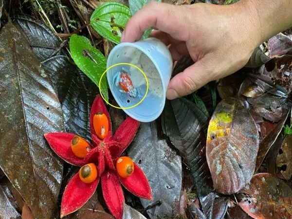 Las ranas venenosas habían sido extraídas de su hábitat natural en Nariño y pretendían ser llevadas a Brasil sin los respectivos permisos