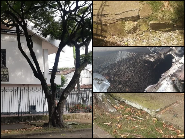 En Tequendama denuncian hay árboles "dañando andenes y casas", piensan irse y vender, "pero nadie compra"
