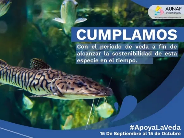 Inicia la veda del bagre rayado en el río Magdalena