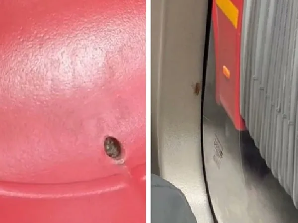 Pulgas y garrapatas y cucarachas en Transmilenio.