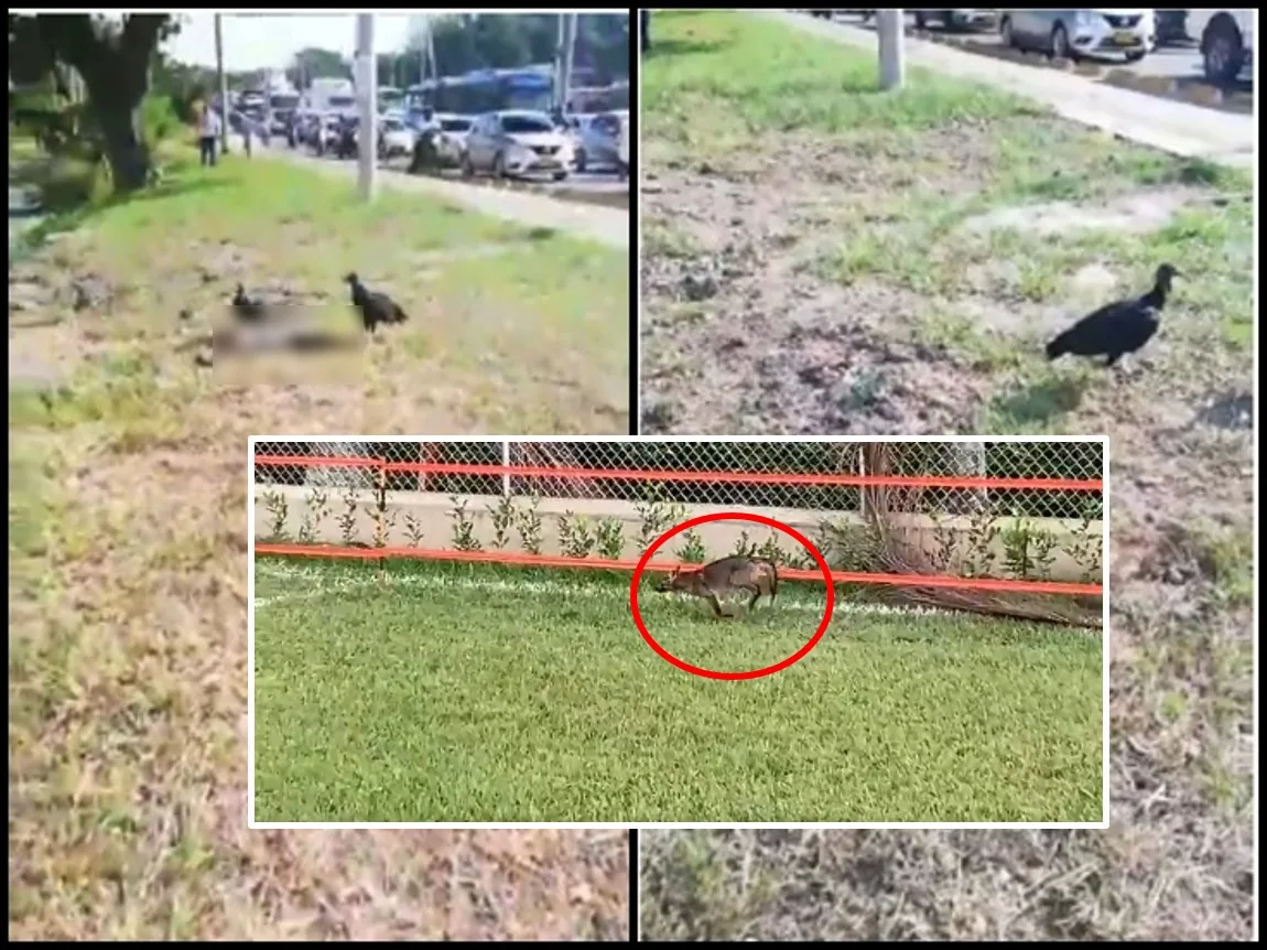 Iguanas, guatínes, zarigüeyas y zorros se convirtieron en víctimas de conductores al sur de Cali: piden señalización