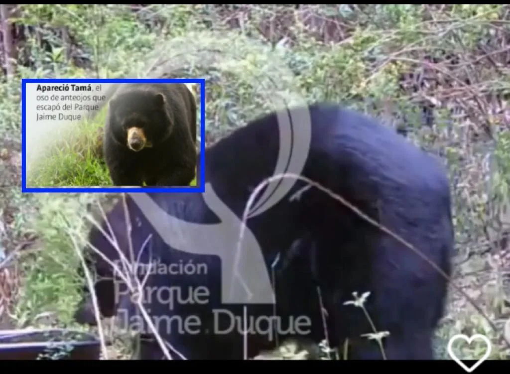 Tamá oso parque Jaime Duque
