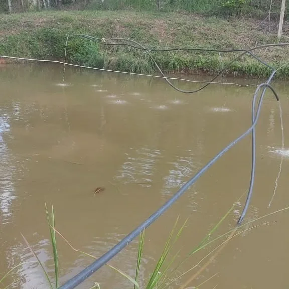 tilapia