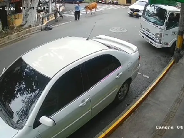 Vaca embistió a una mujer en Envigado, Antioquia.