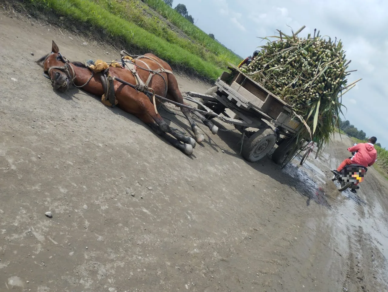 caballo