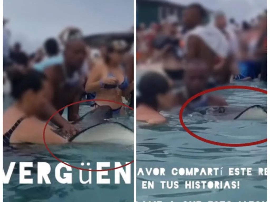 mantarrayas San Andrés