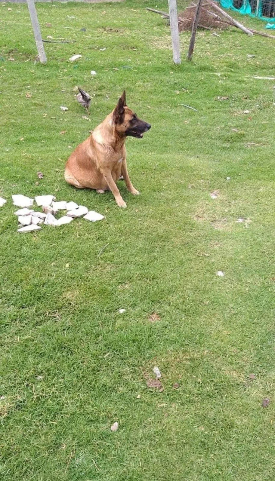 de maltrato animal